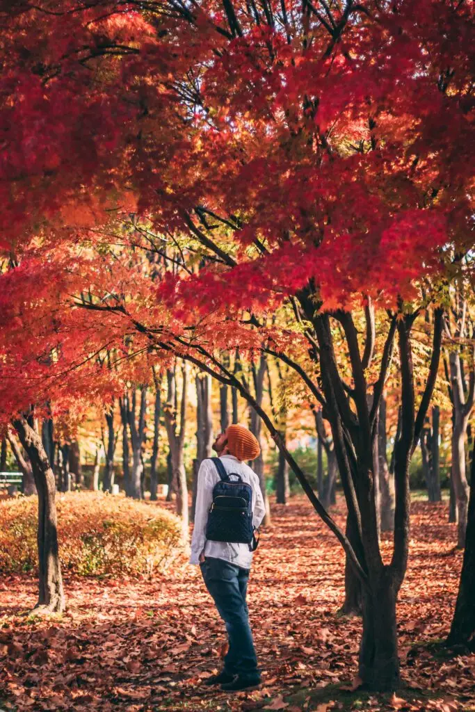 Boy Looking Up Falling Leaves Consulting